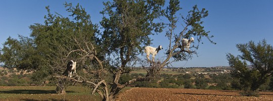 chevre-arbre-maroc