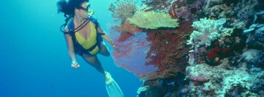 plongee-bahamas