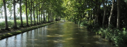 canal-midi-platanes