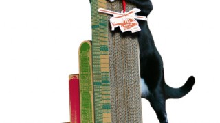 grattoir-chat-new-york