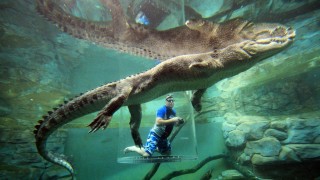 cage-crocodile2
