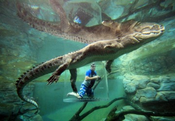 cage-crocodile2 cage-crocodile2