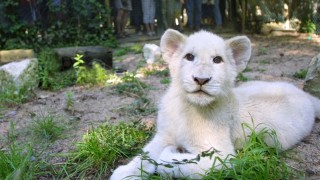 zoo-beauval