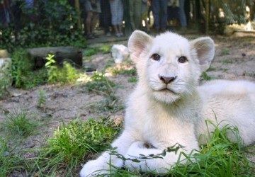 zoo-beauval zoo-beauval