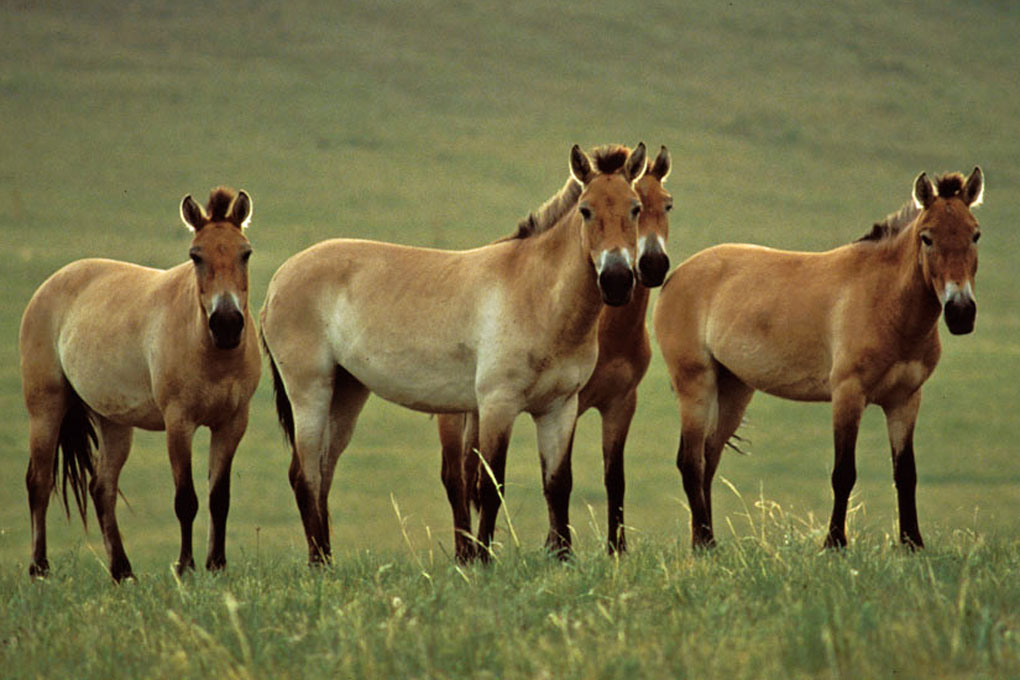 chevaux-prjewalski