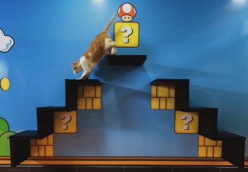 salle_activite_chat