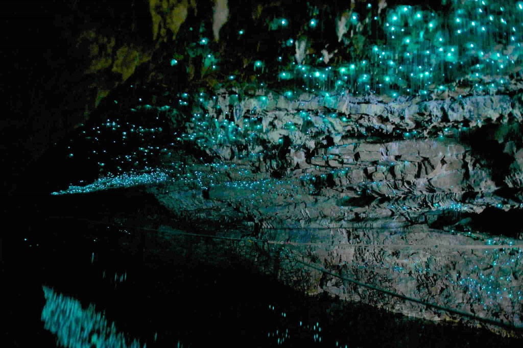 Waitomo-Glowworm-Caves-une-grotte-recouverte-de-vers-luisants-en-Nouvelle-Zélande2