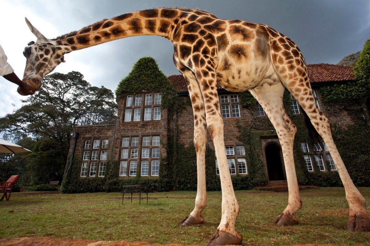 hotel_girafes_kenya2