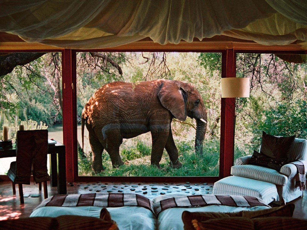 Makanyane_Safari_Lodge_Elephant
