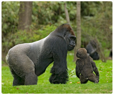 gorille du zoo du Bronx
