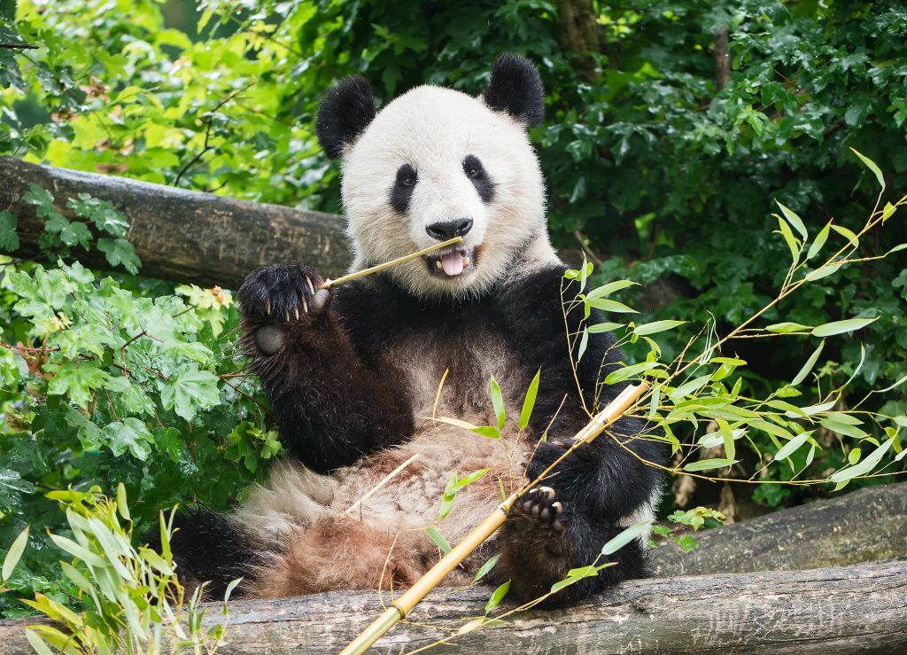 panda Tiergarten Schönbrunn
