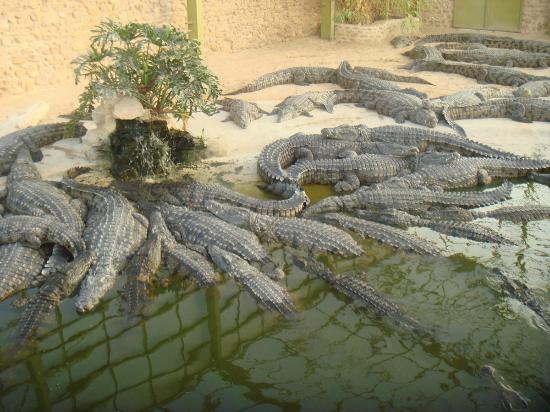 crocodiles à Djerba