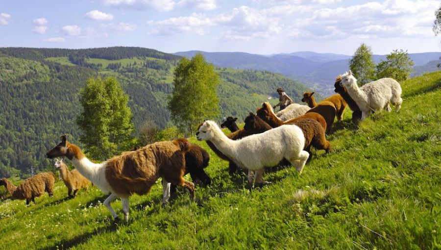 Lamas dans les Vosges