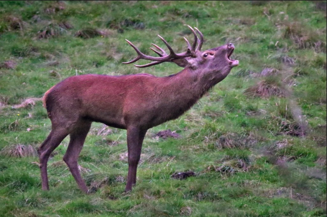 le brame du cerf