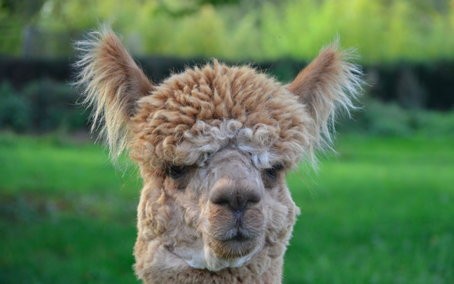 photo de lama
