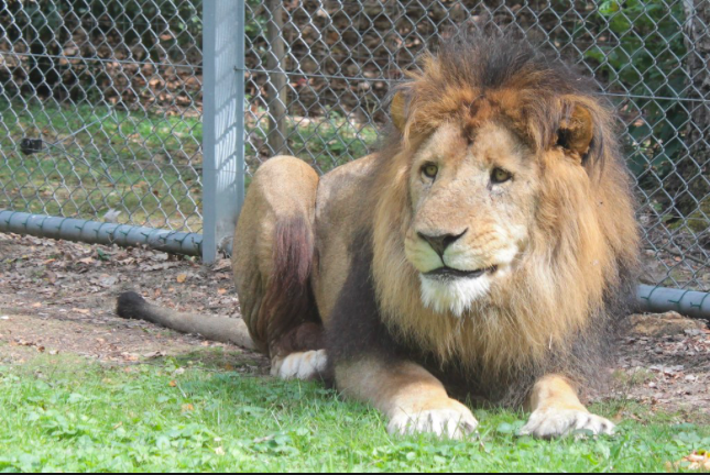 Lion Zoo Safari de Thoiry