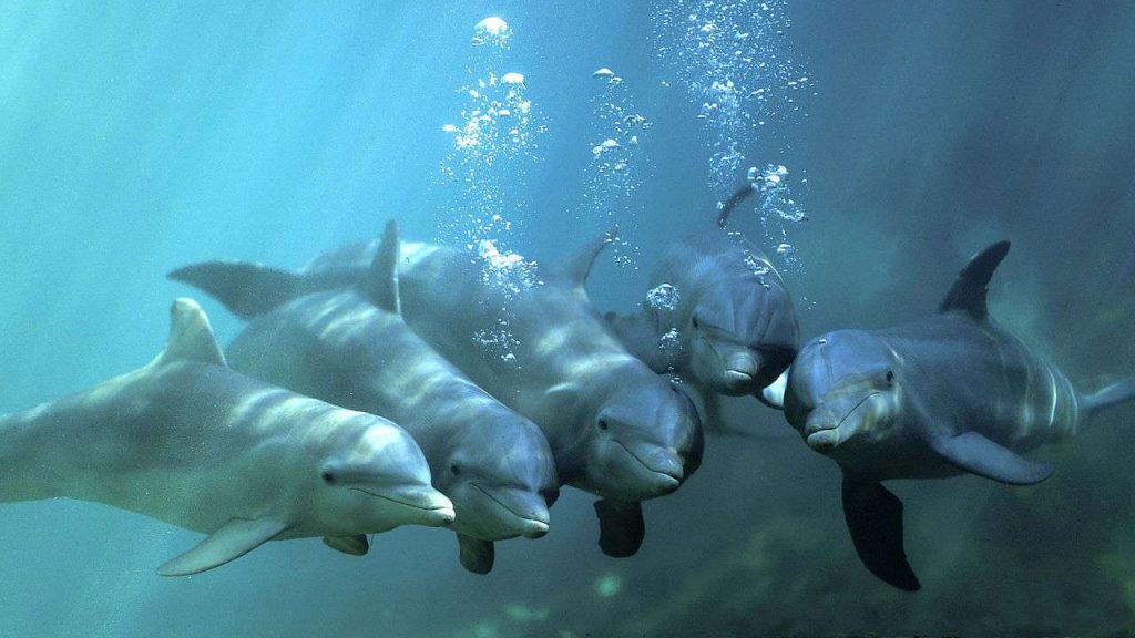 A la rencontre des dauphins à la grande vigie