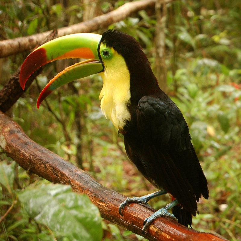 zoo du Bélize