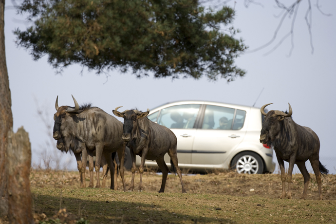 safari de Peaugres