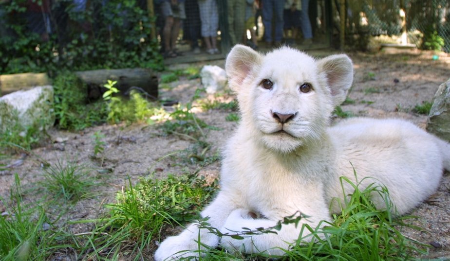 lion au zoo de Beauval