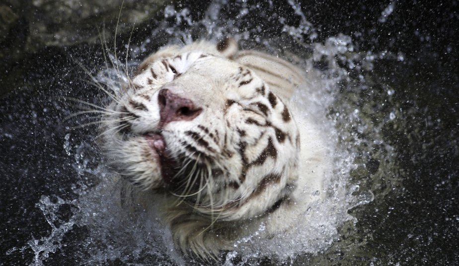 tigre blanc du zoo de Singapour