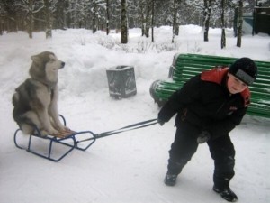 chien-de-traineau
