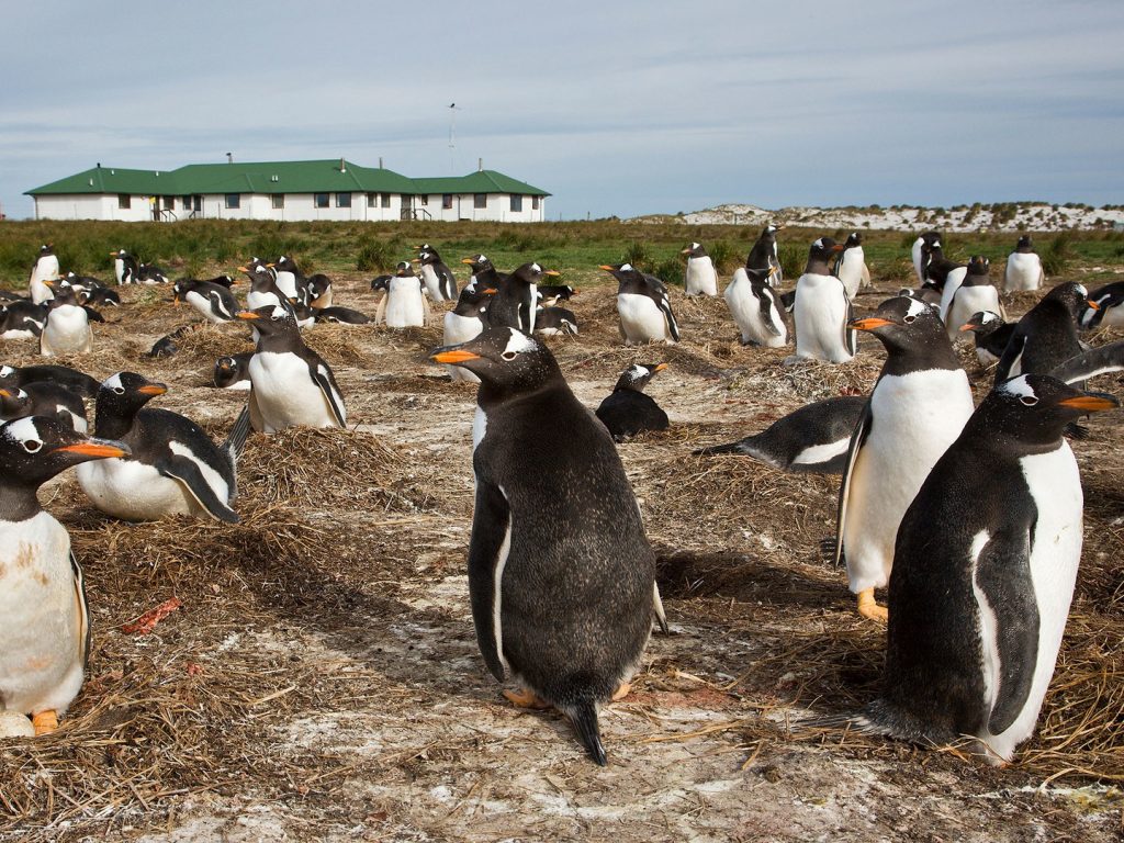 sea-lion-lodge-falkland-islands