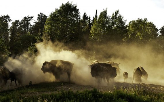 Zoo sauvage de Saint-Félicien bison