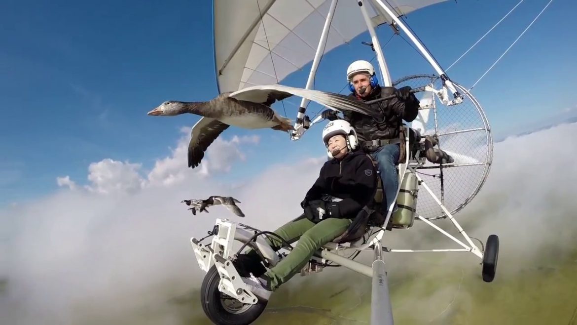 voler avec les oiseaux