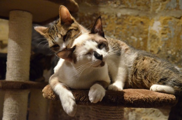 Le Café Chats