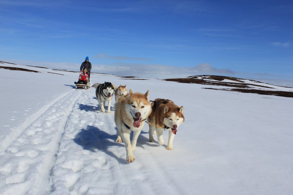 chien traineau islande