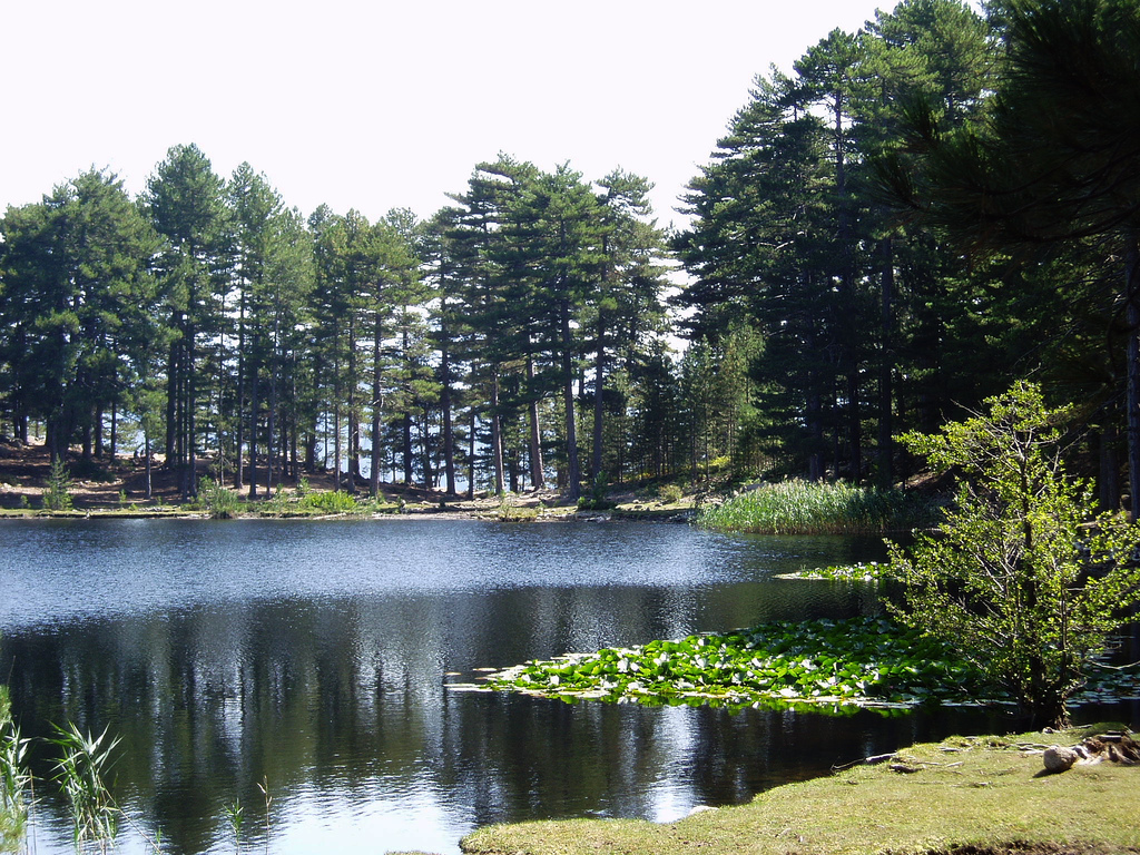 l'unique lac boisé de Corse