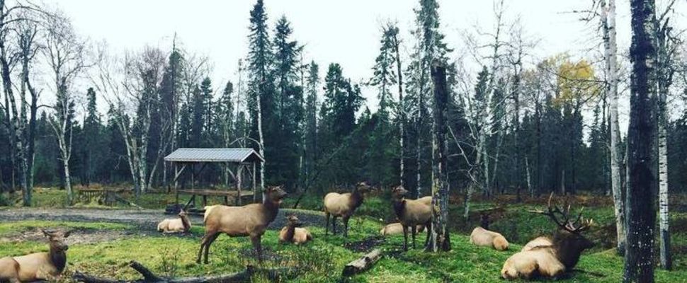 dormir dans un zoo au Canada