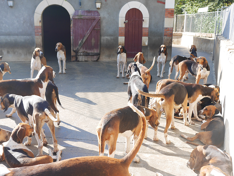 chiens de chasse cheverny