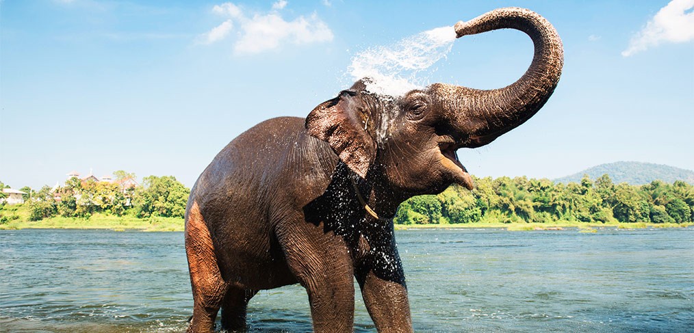 cambodge elephant