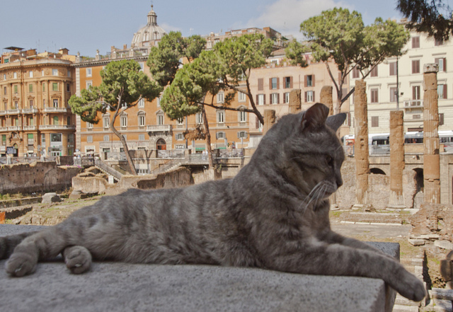 Un chat entouré de vestige se la coulant douce