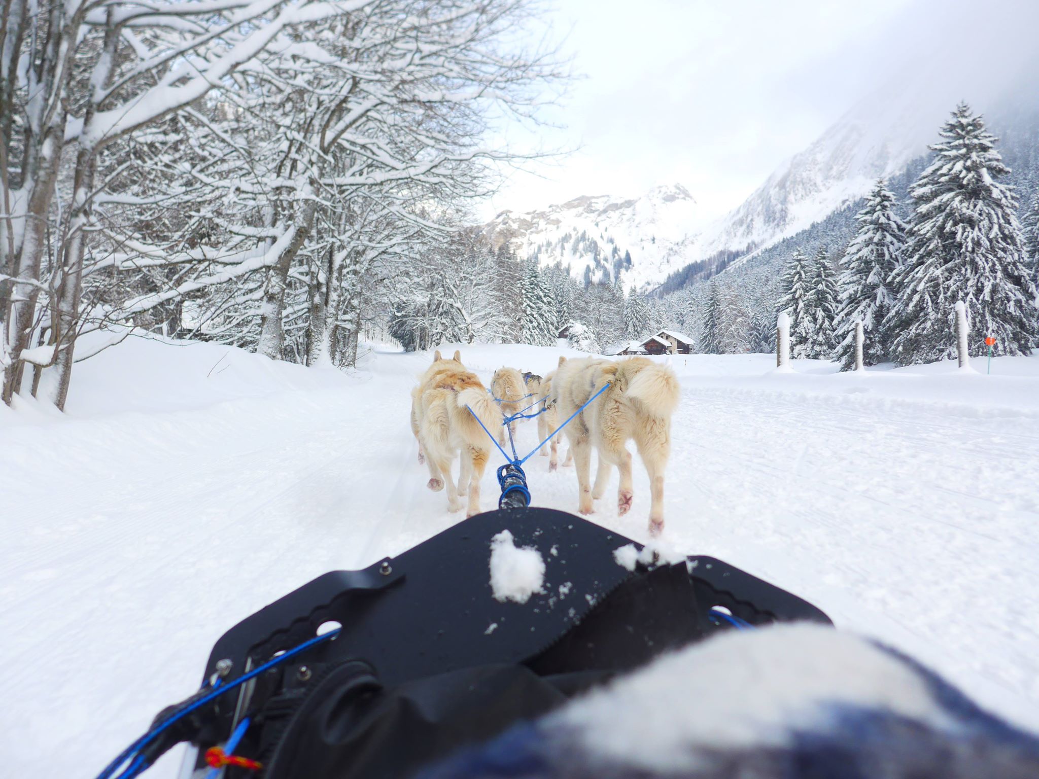 chiens de traineaux villars sur ollon en Suisse