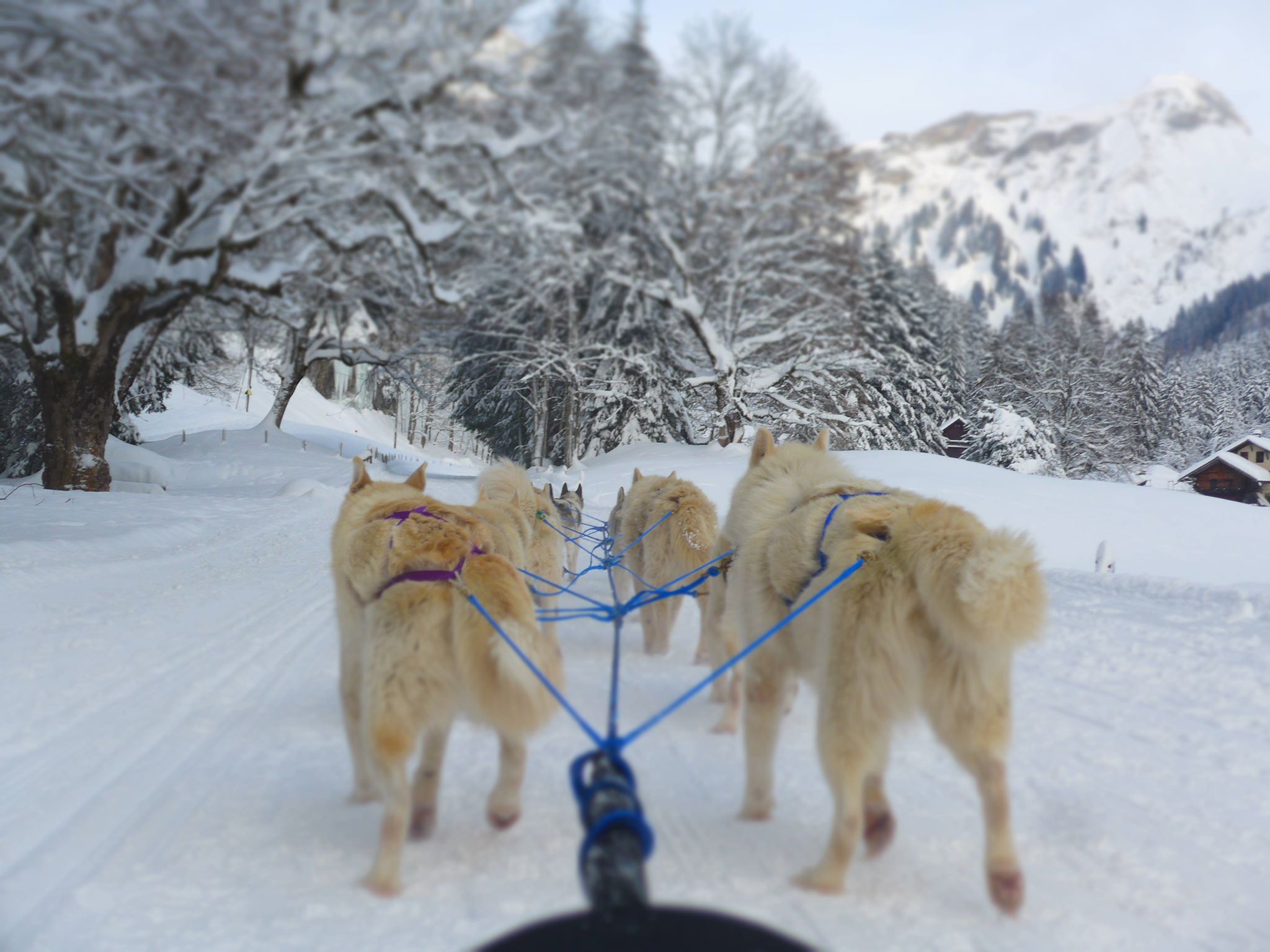 chiens de traineaux villars sur ollon en Suisse