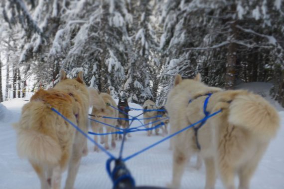chiens de traineaux villars sur ollon en Suisse