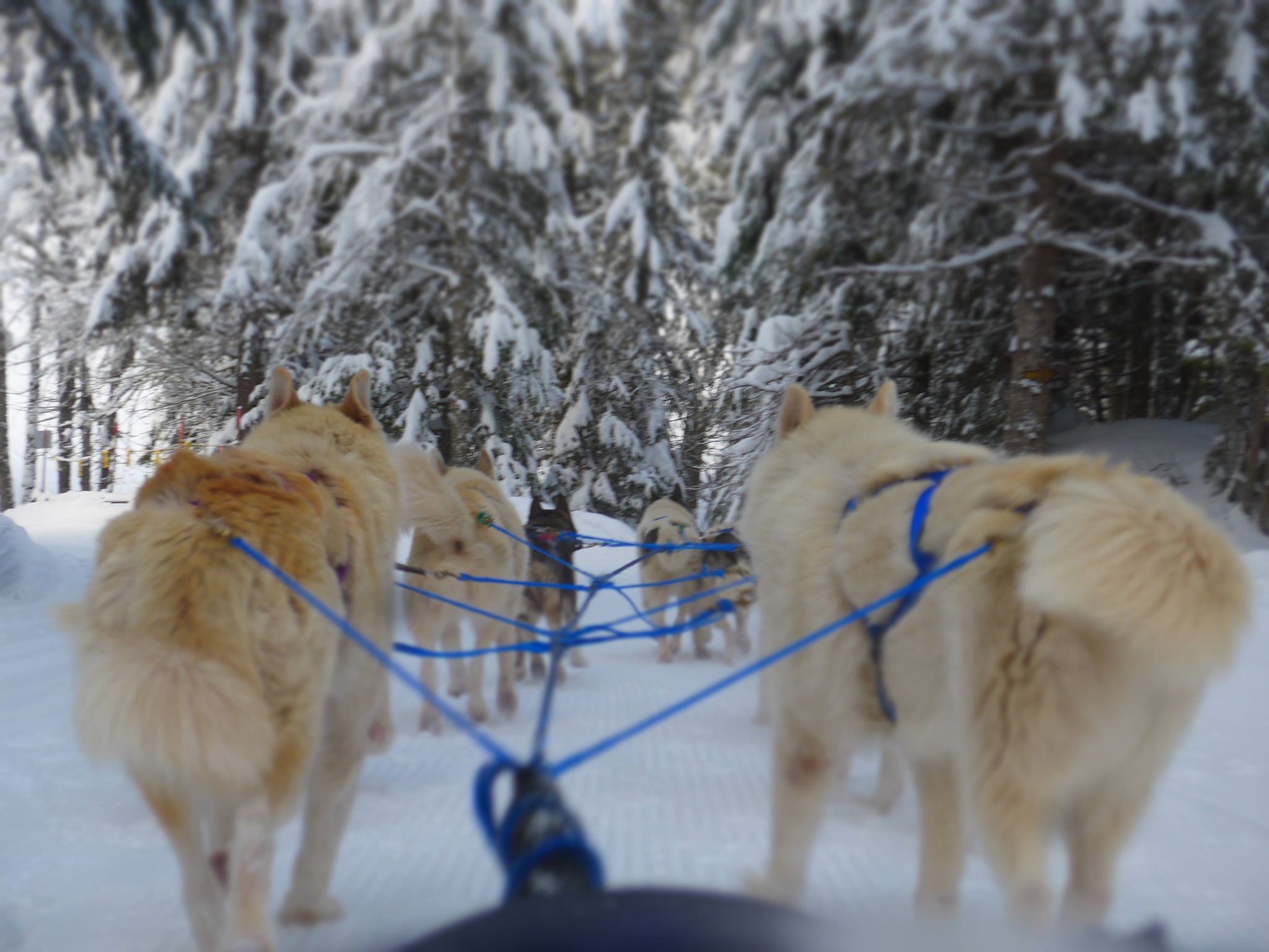 chiens de traineaux villars sur ollon en Suisse