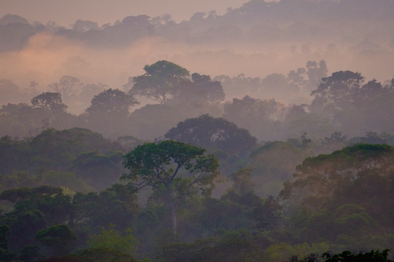 canopée en Amazonie