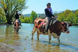 Des personnes font une balade sur le dos d'une vache