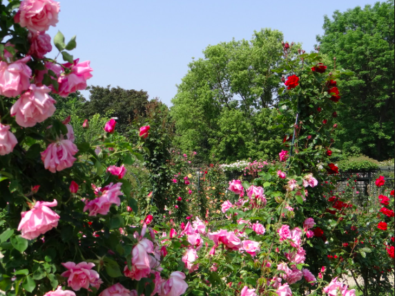 La Roseraie à l'Hay les Roses 