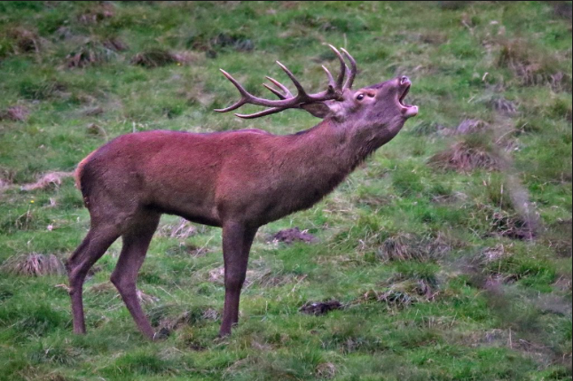 le brame du cerf 