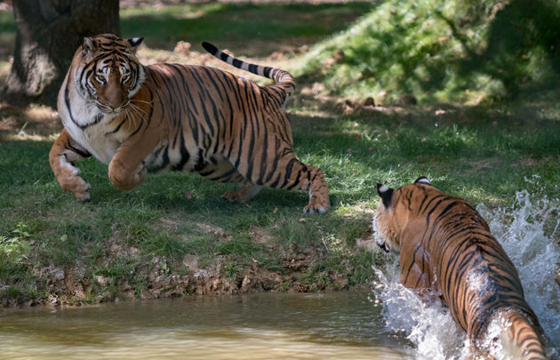 zoo du bois d'Attilly