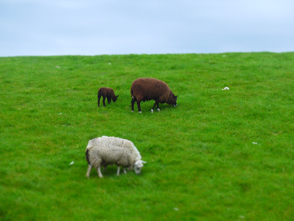 moutons-sables-mouvants