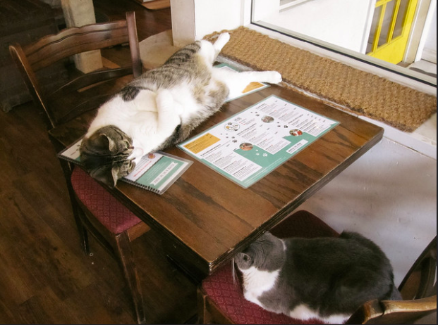 chat l'heureux Montréal