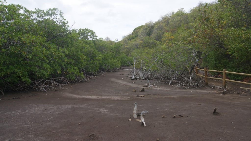 Mangrove marée basse baie du trésor