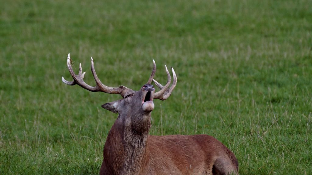 Le brame du cerf Alsace