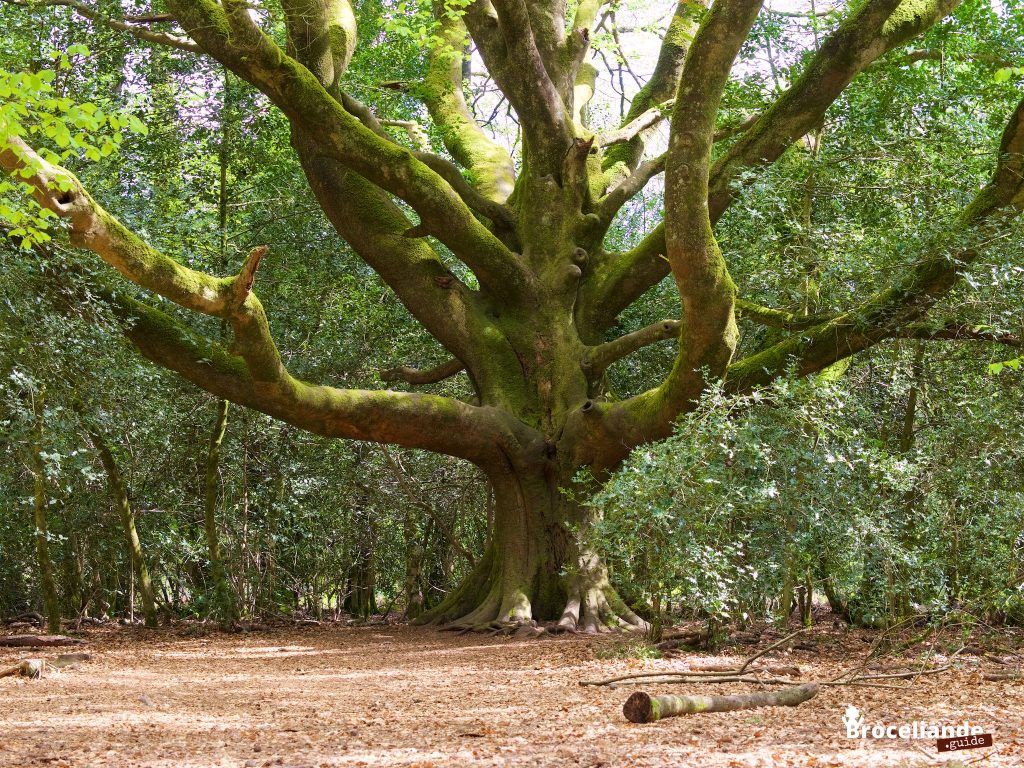 Hêtre de Pontus dans la forêt de Brocéliande